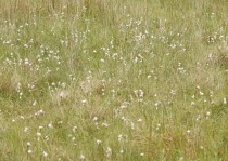 Cotton grass on Balnafettach Farm