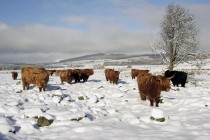 Highland Cattle on Balnafettach Farm