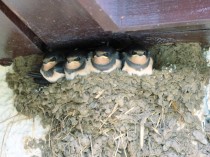 Swallows nesting on Balnafettach Farm